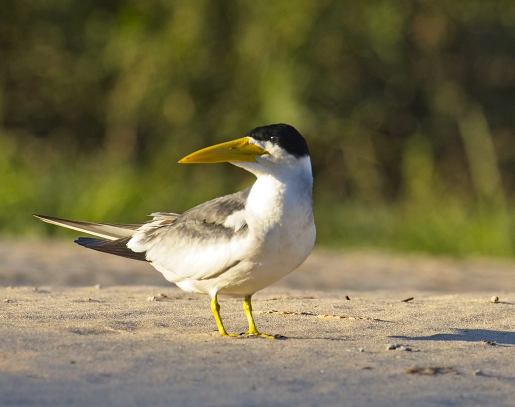 Large-billed Tern 8143