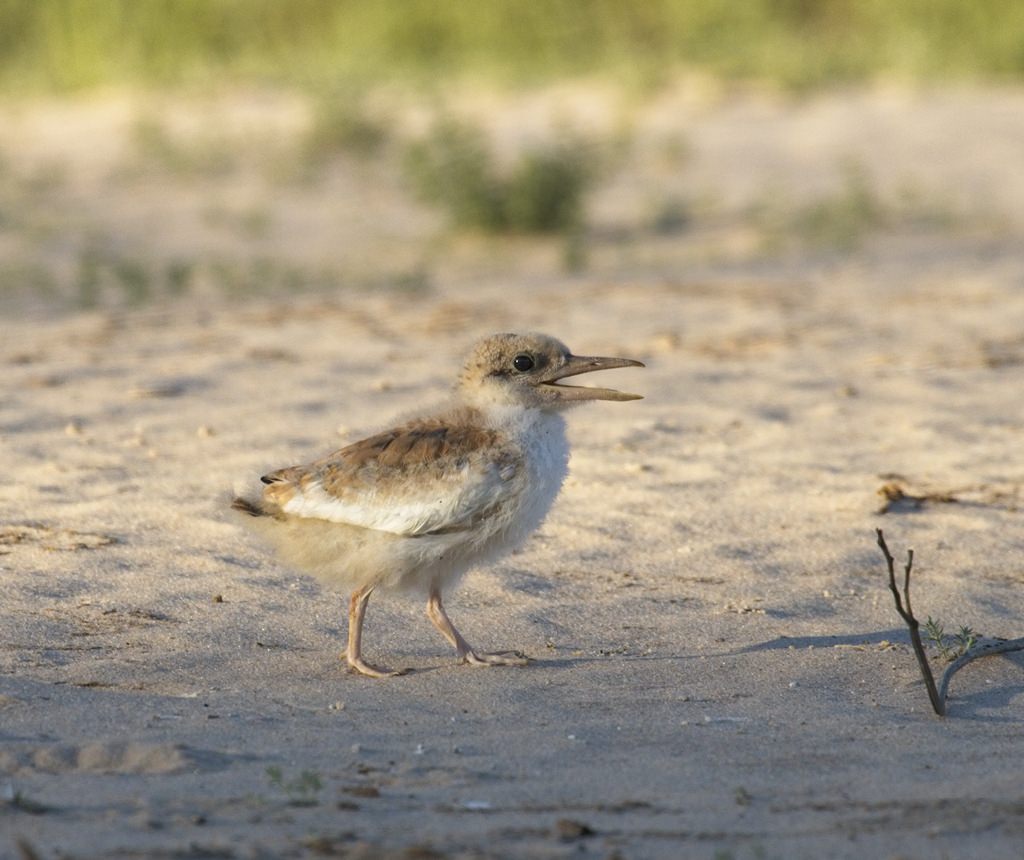 Large-billed Tern 8151
