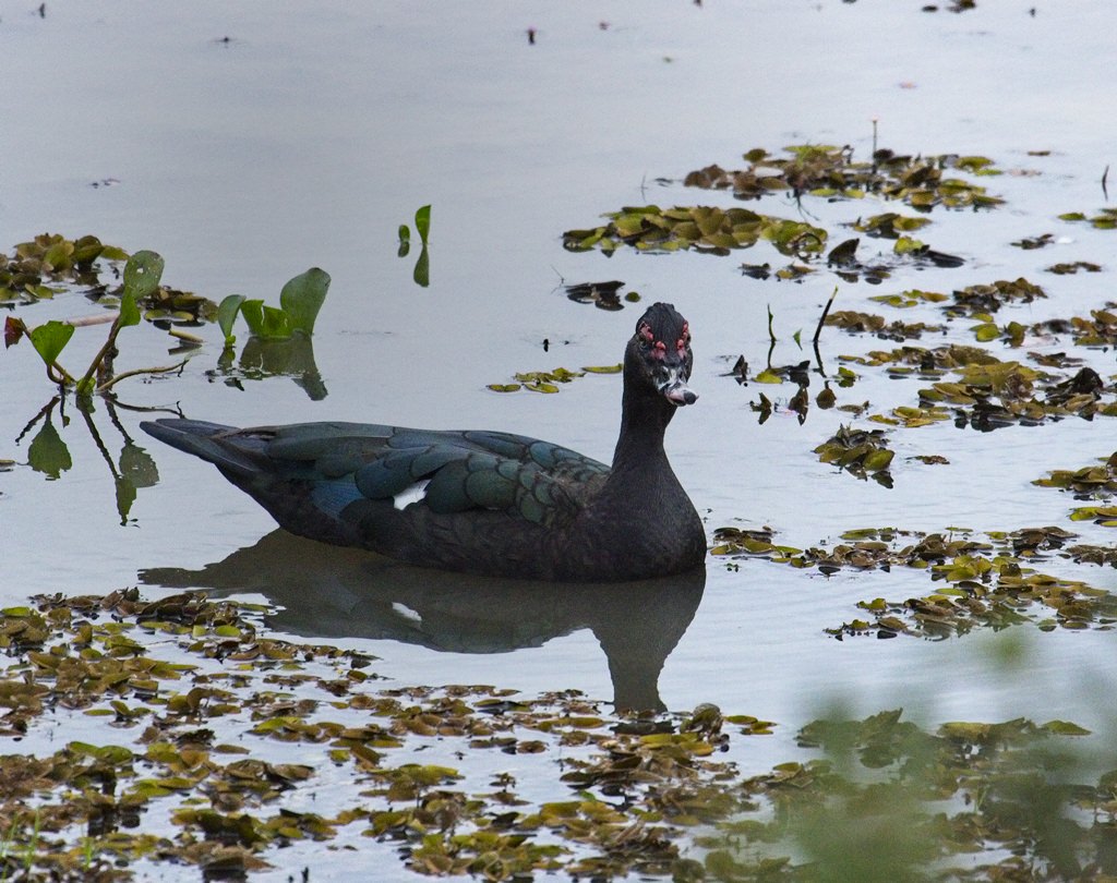 Muscovy Duck 5466