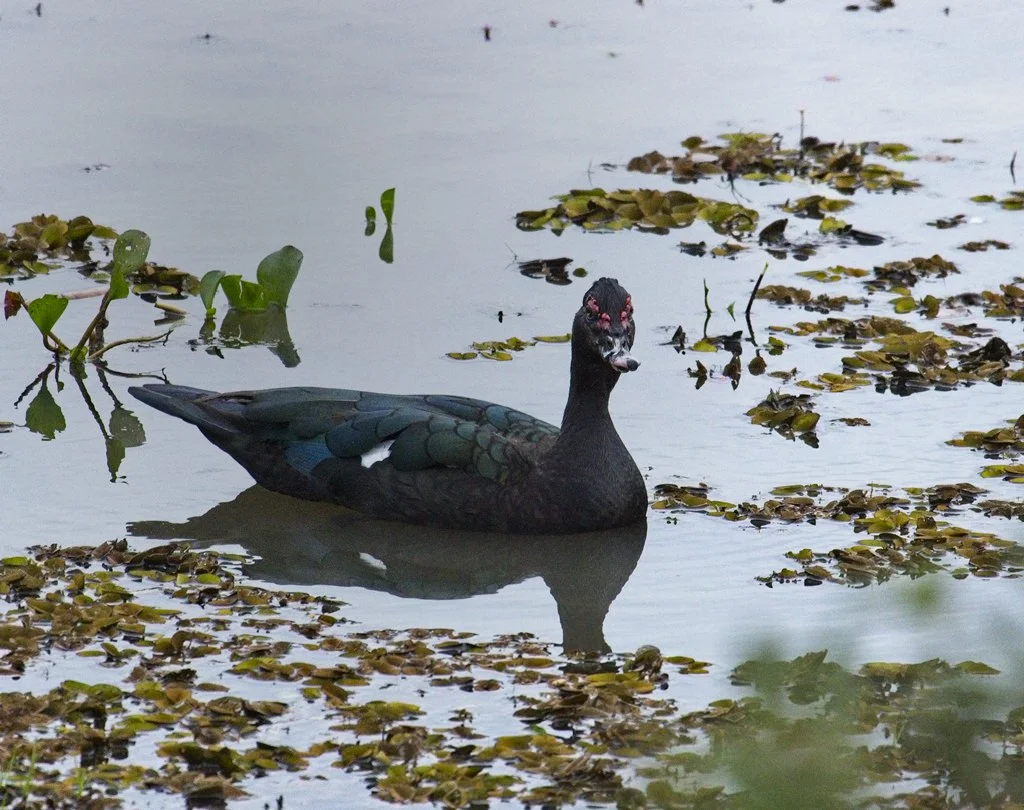 Muscovy Duck 5466