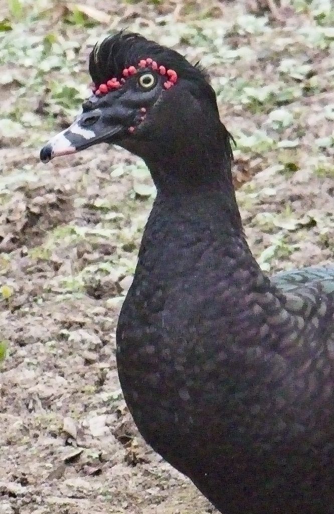 Muscovy Duck 5477