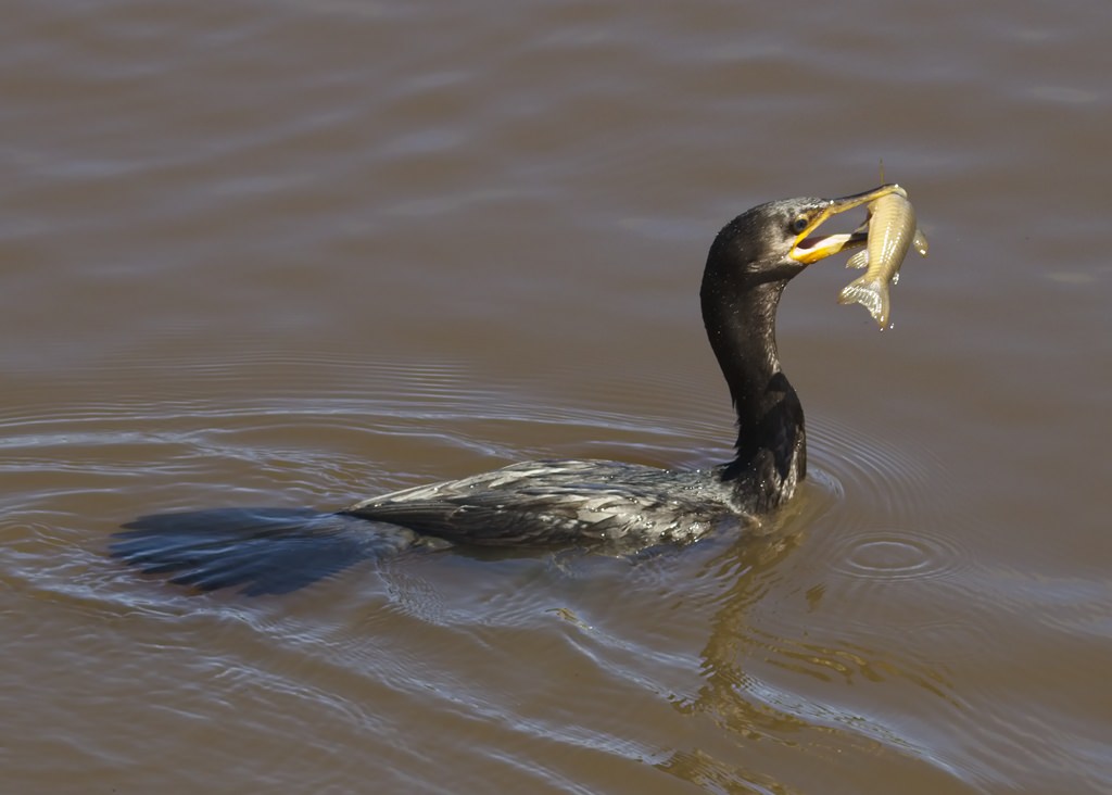 Neotropic Cormorant 6162