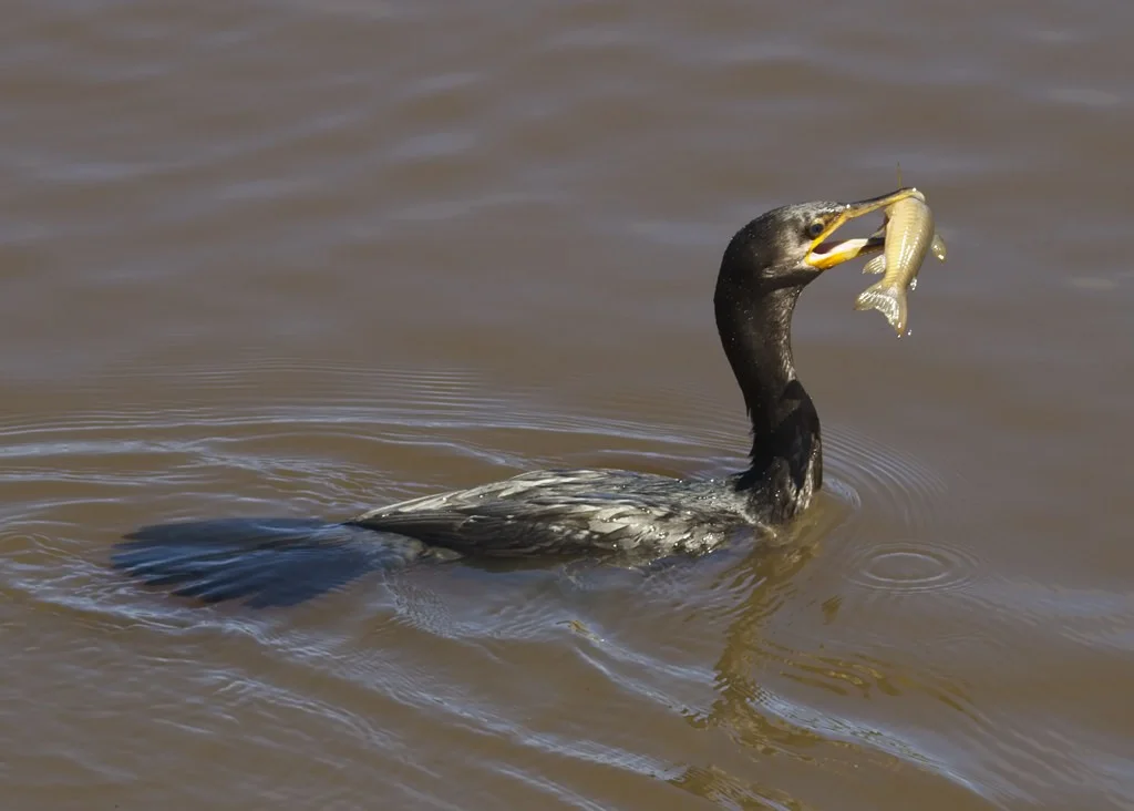 Neotropic Cormorant 6162