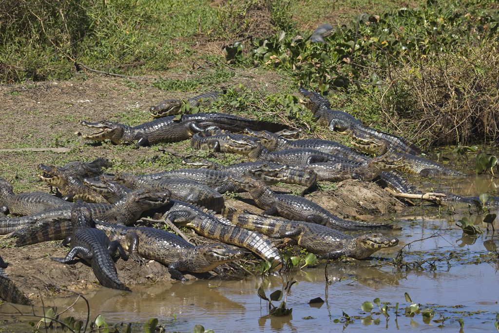 Paraguayian Caiman 6182