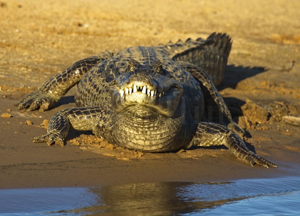 Paraguayian Caiman 8059