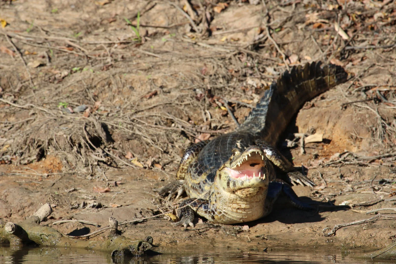 Paraguayian Caiman 8979