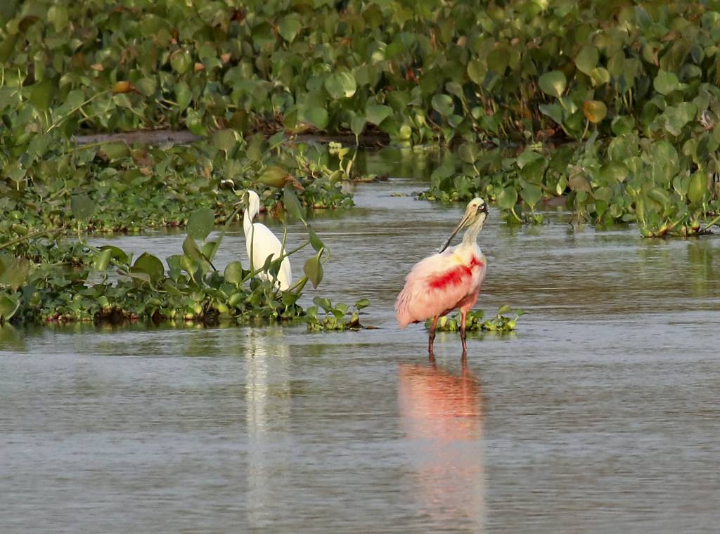 Roseate Spoonbill 3847