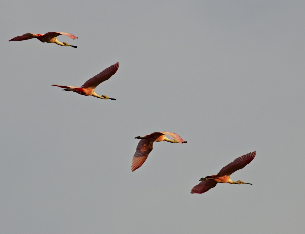Roseate Spoonbill 3901