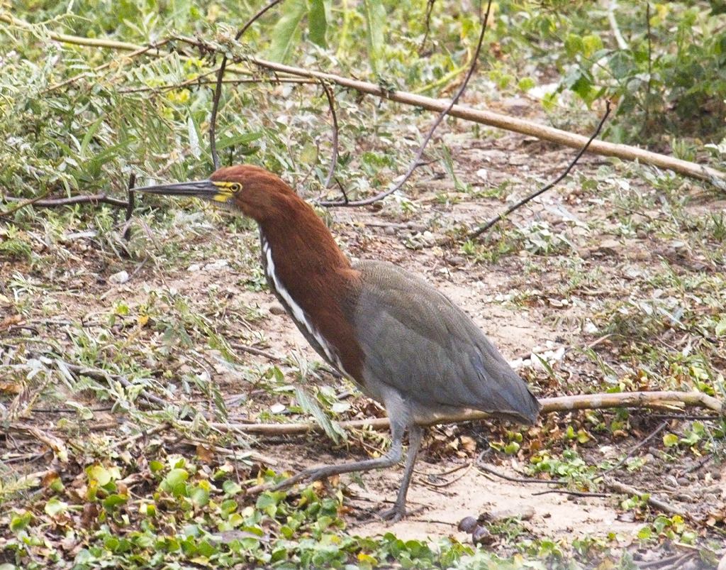 Rufescent Tiger Heron 4253
