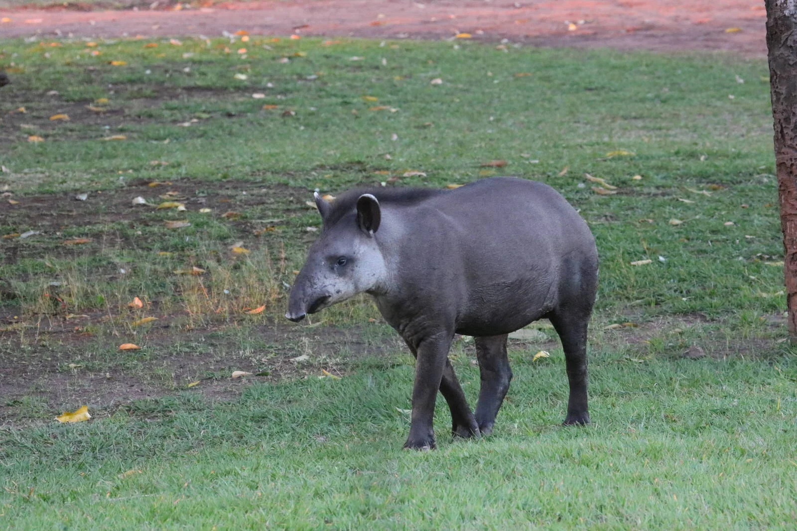 Brazilian Tapir 1635