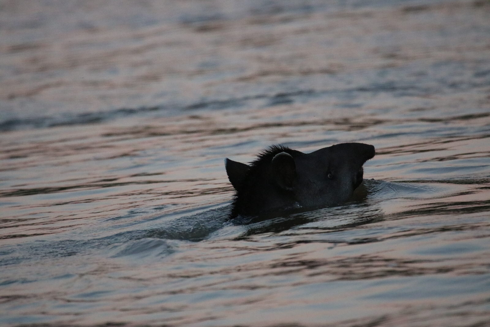 Brazilian Tapir 7046