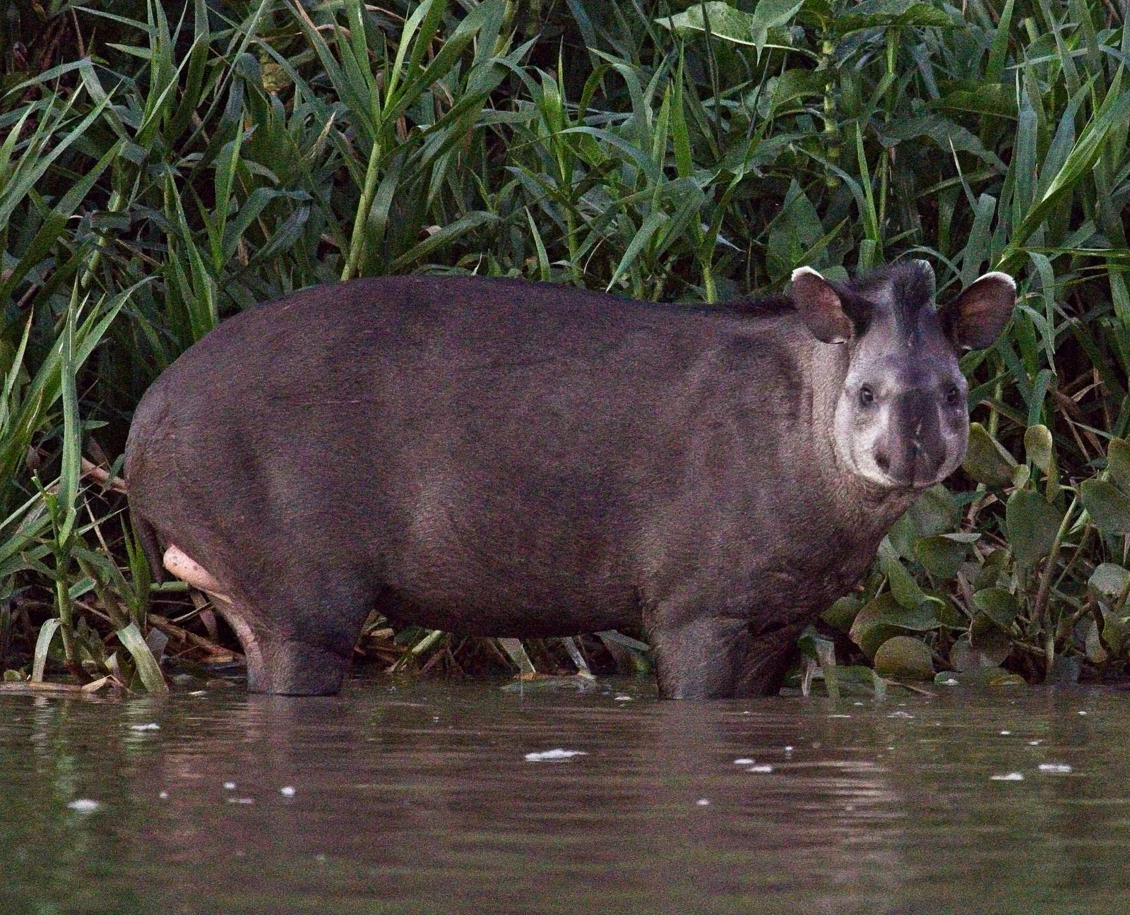 Brazilian Tapir 7083