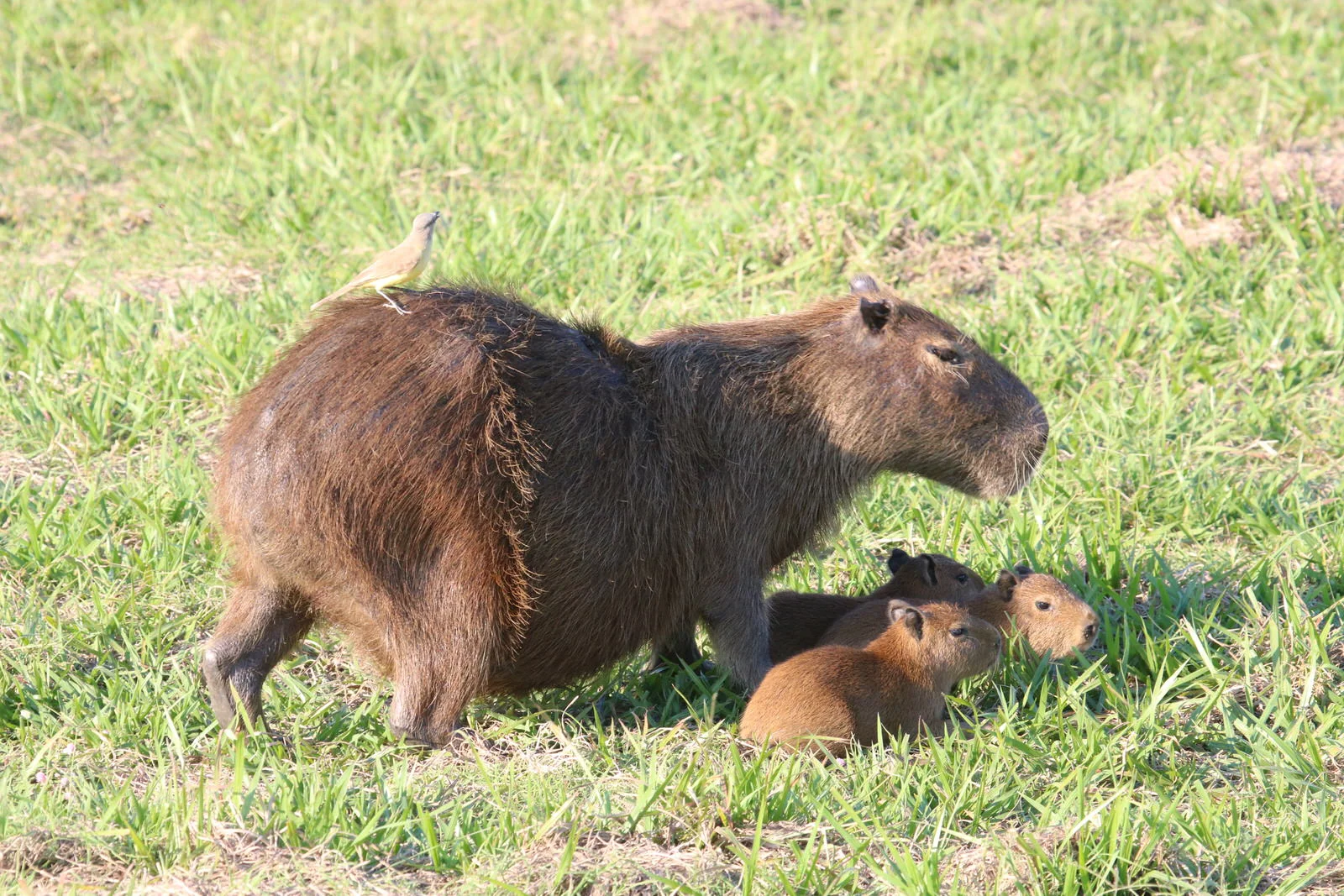 Capybara 1431 