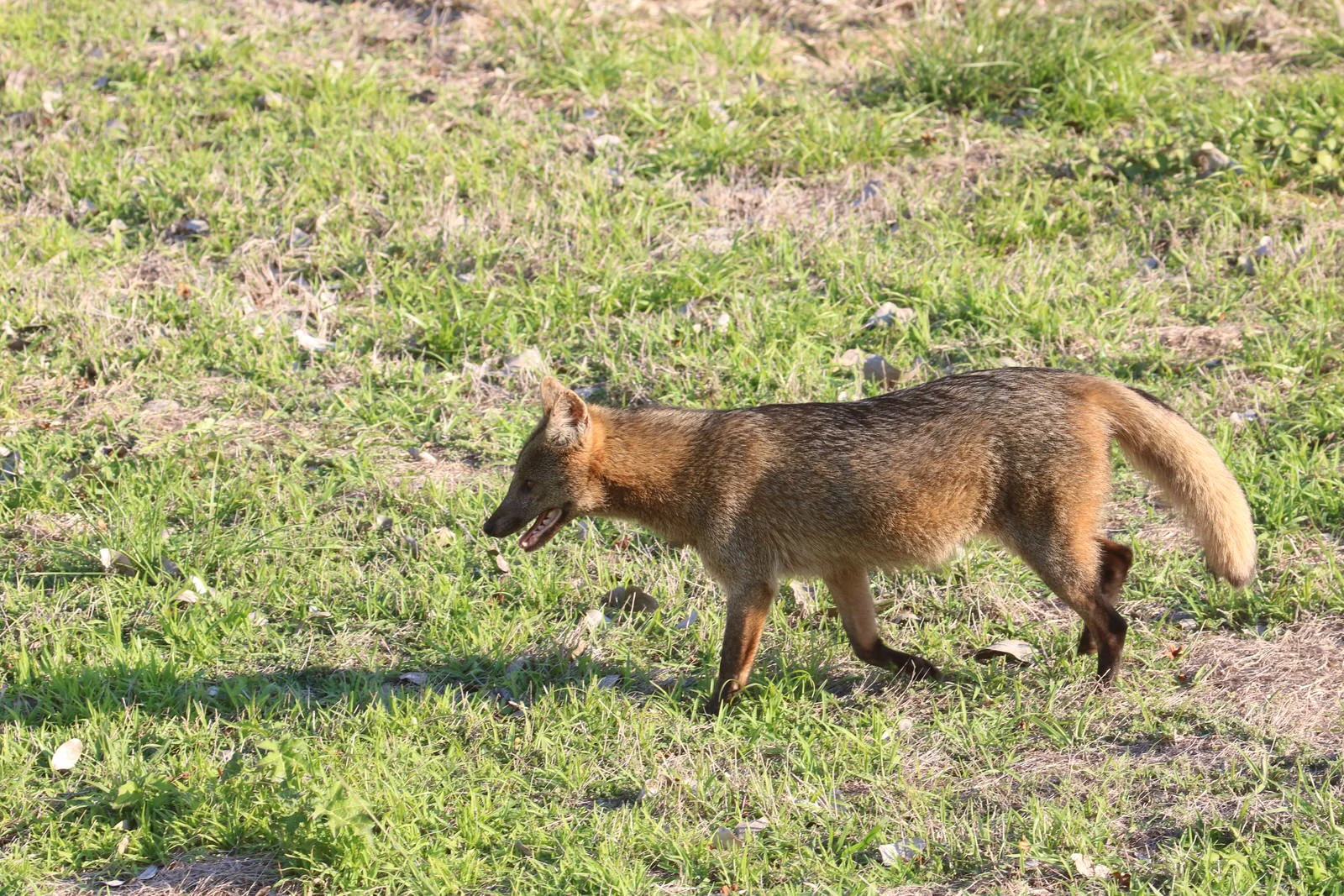 Crab-eating Fox 1440