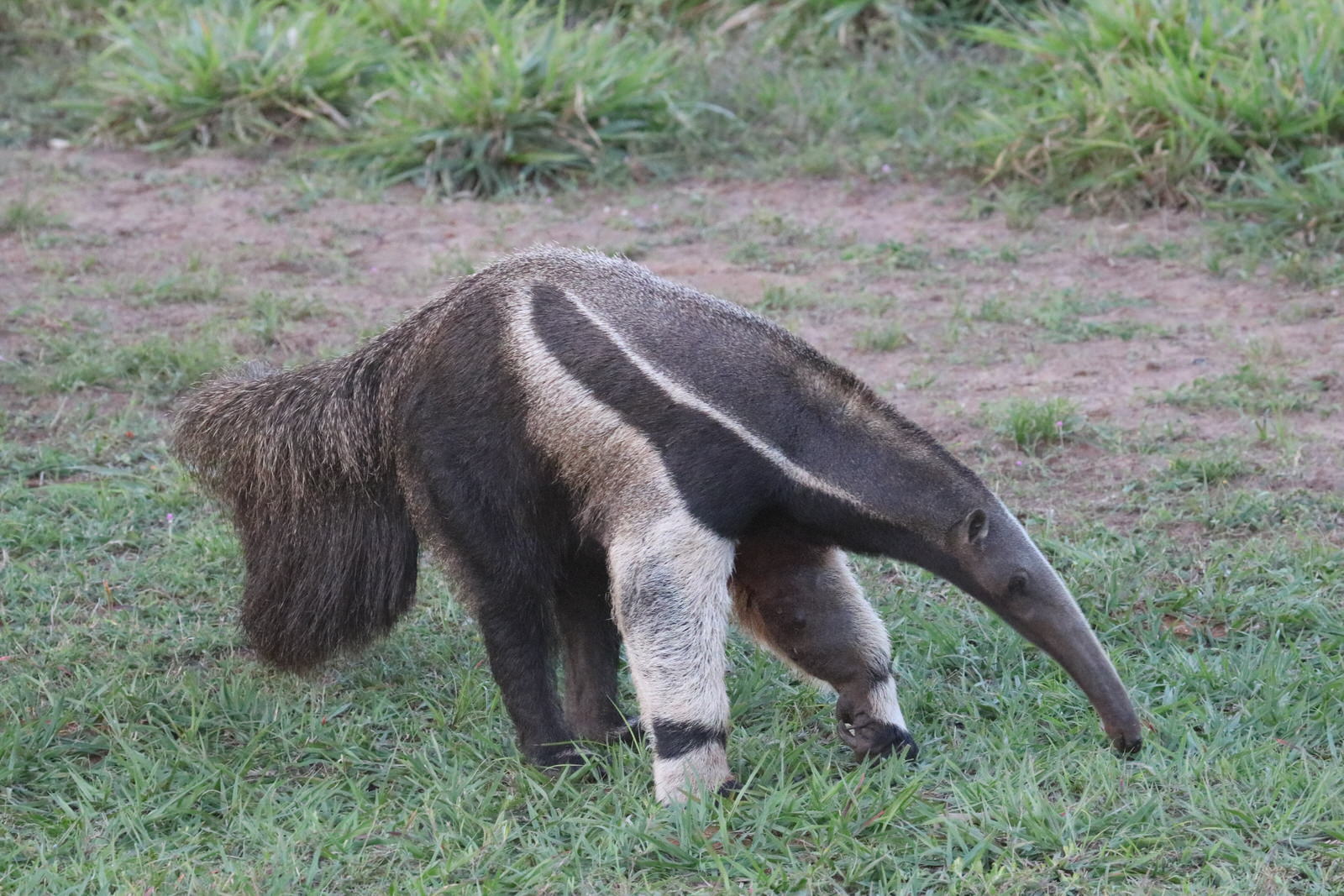 Giant Anteater 1640