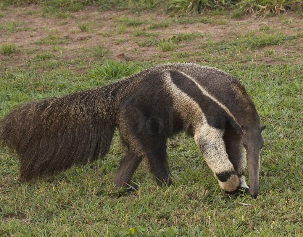 Giant Anteater 1657