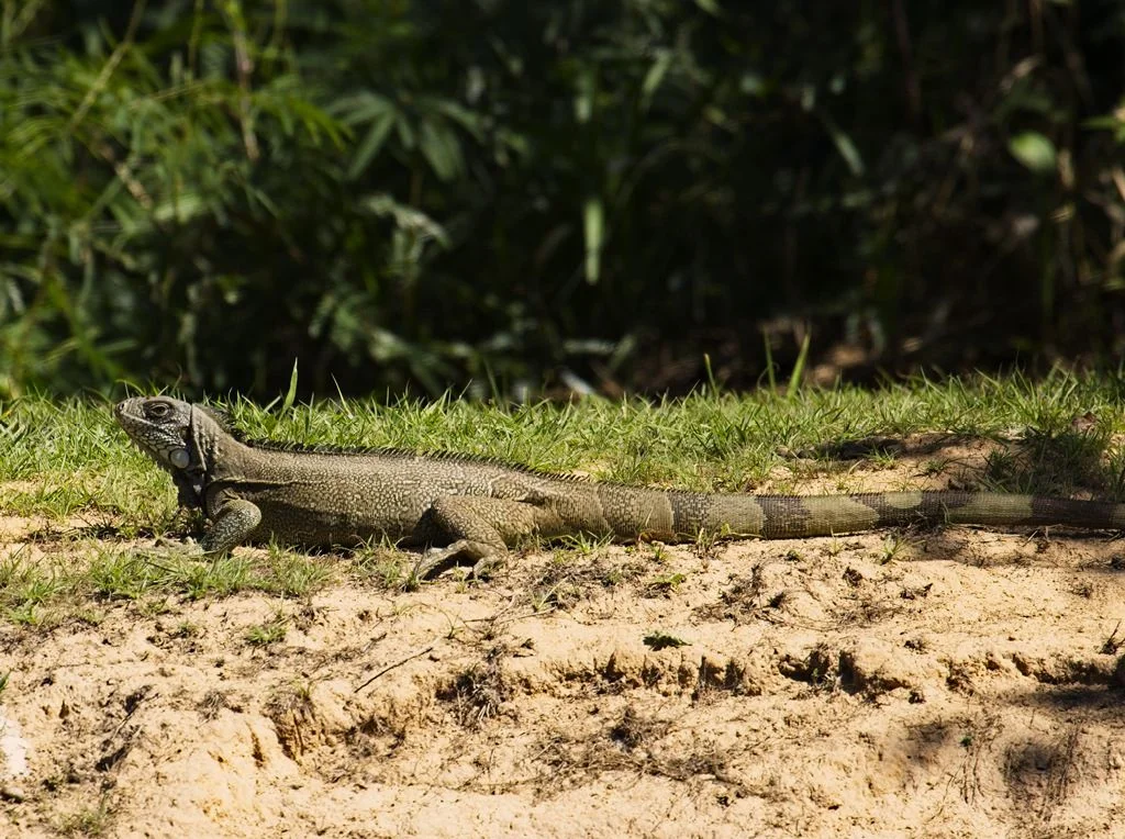 Green Tree Iguana 7330