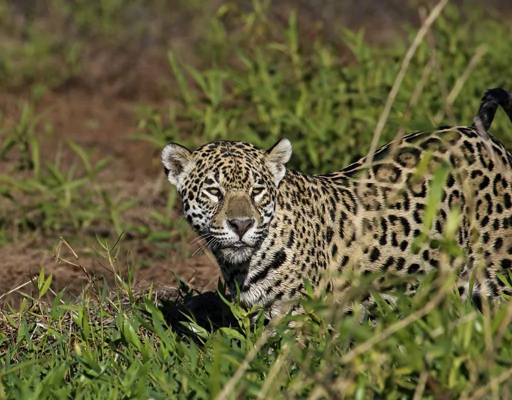 Jaguar 6780