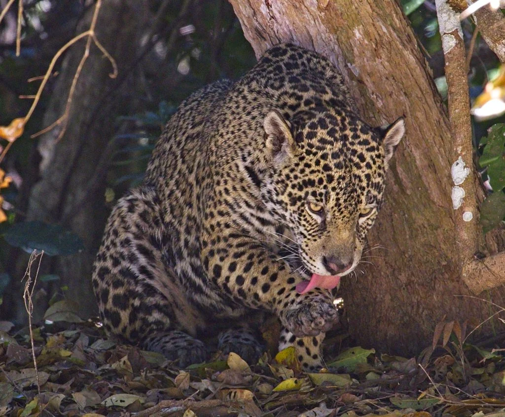 Jaguar 8716