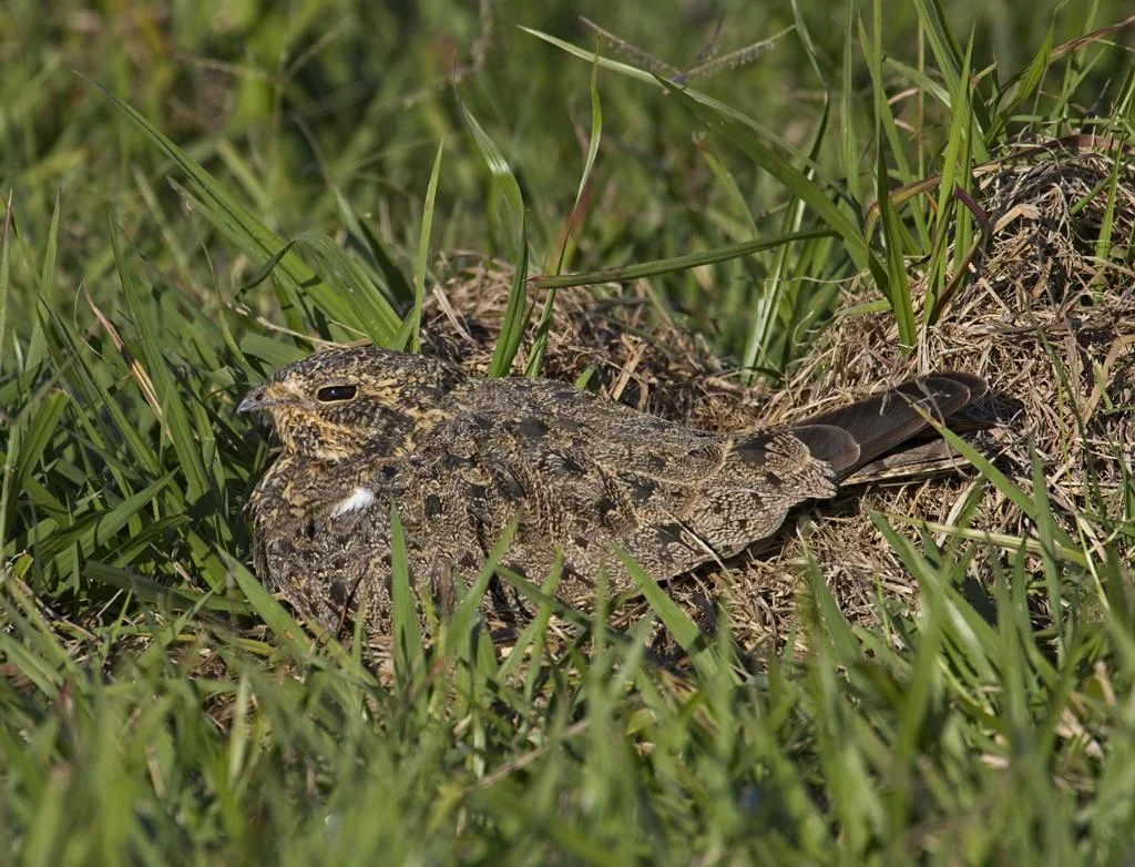 Nacundu Nighthawk 408