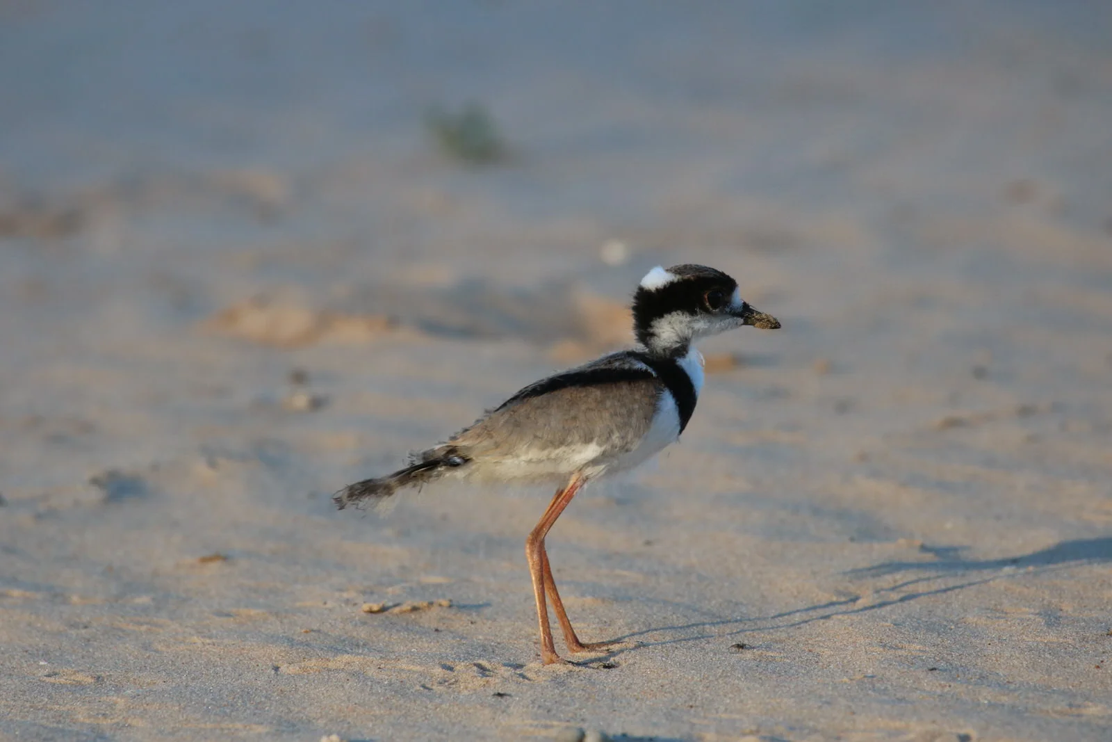 Pied Plover 8180