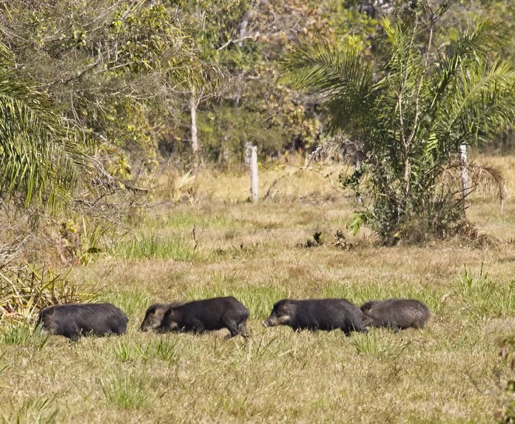 White-lipped Peccary 0591
