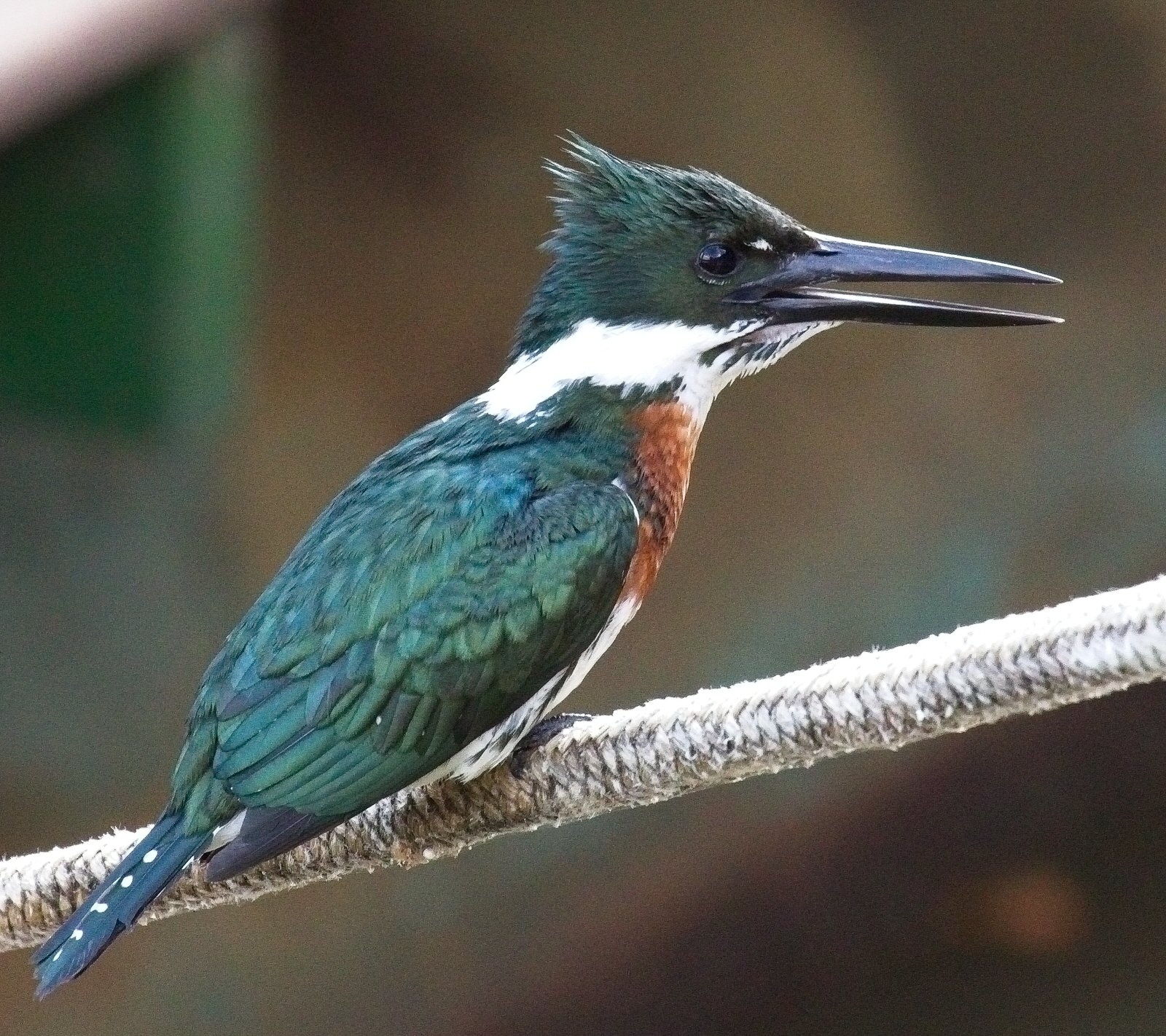 Amazon Kingfisher 5908