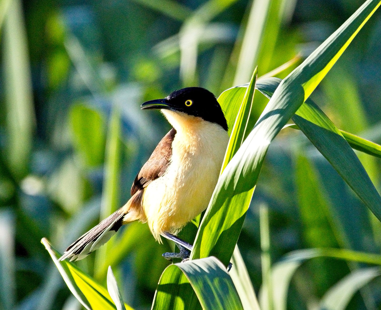 Black-capped Donacobius_6838