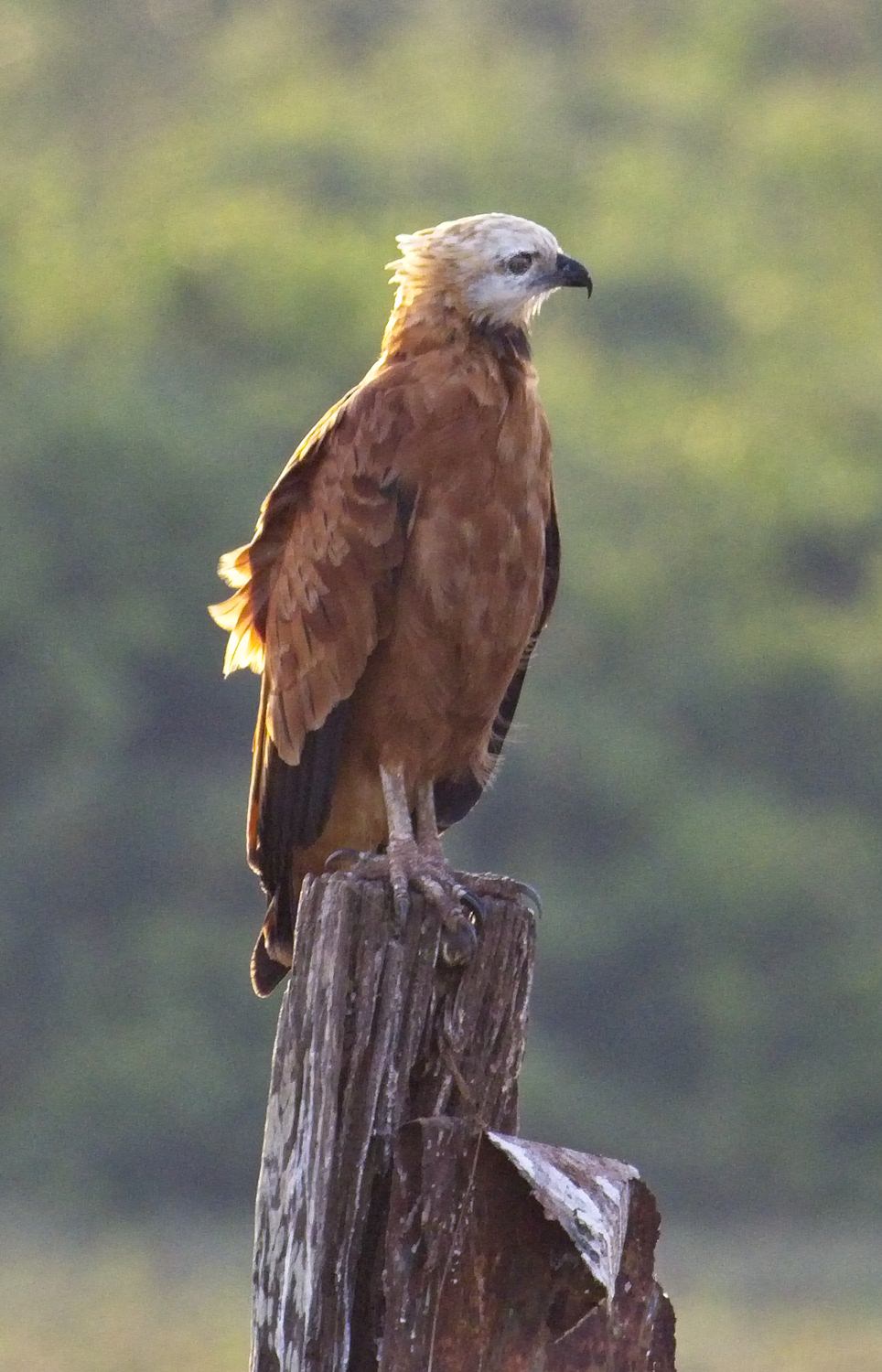 Black-collared Hawk3931