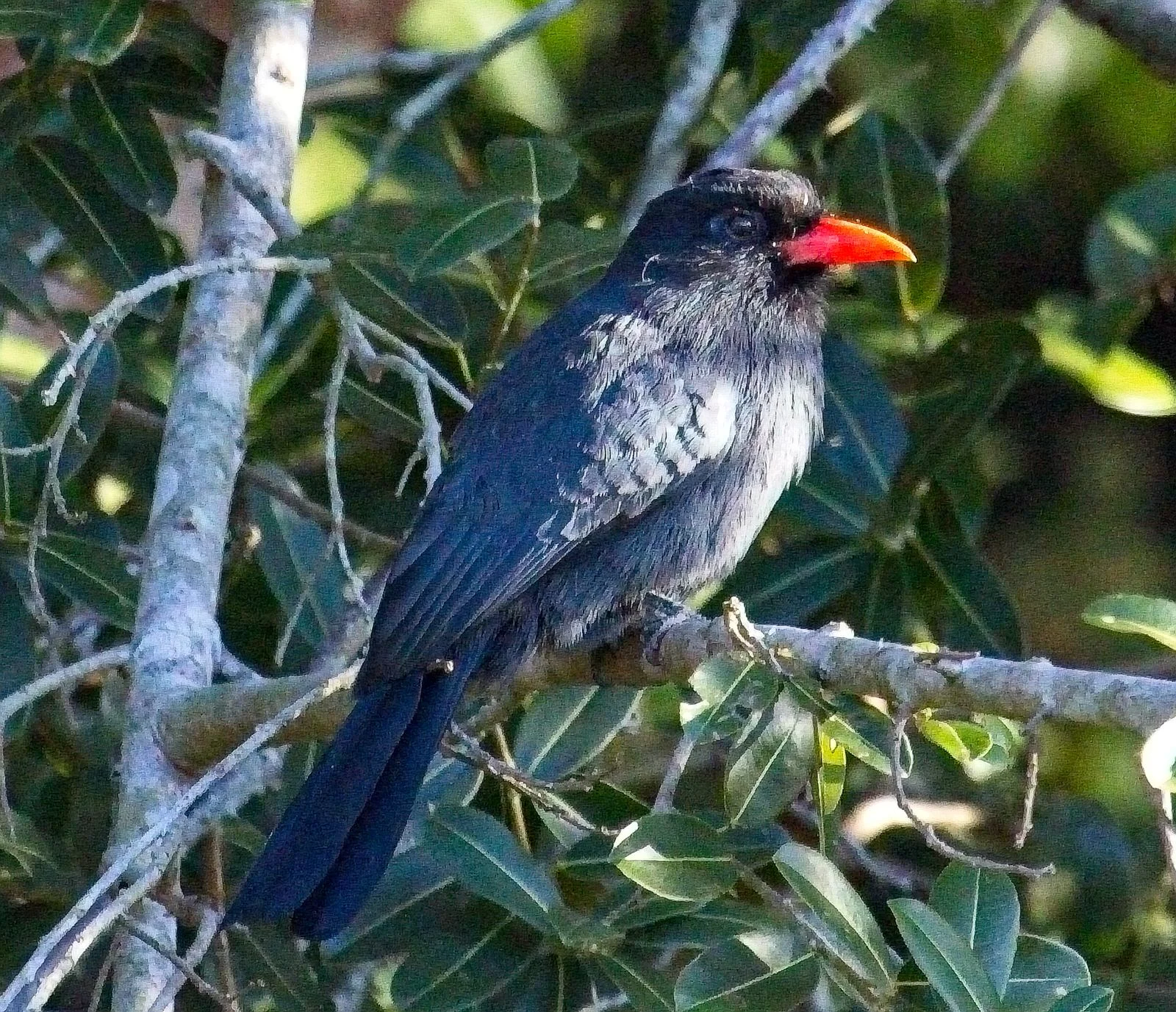 Black-fronted Nunbird_6873