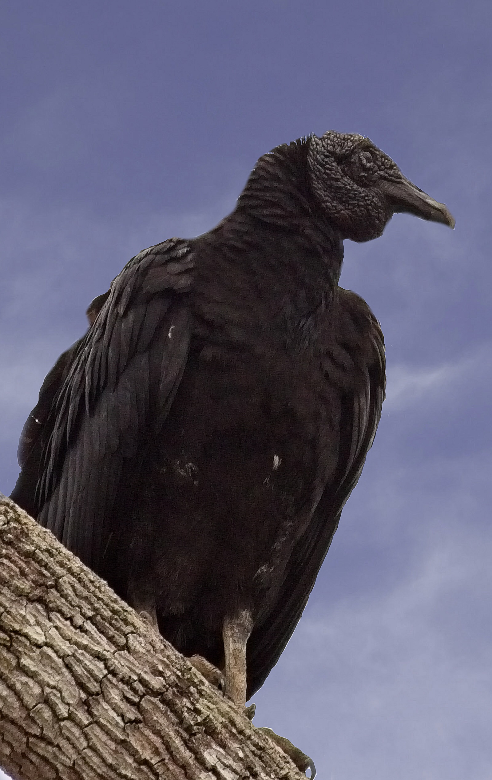 BlackVulture_4999 _1.jpg