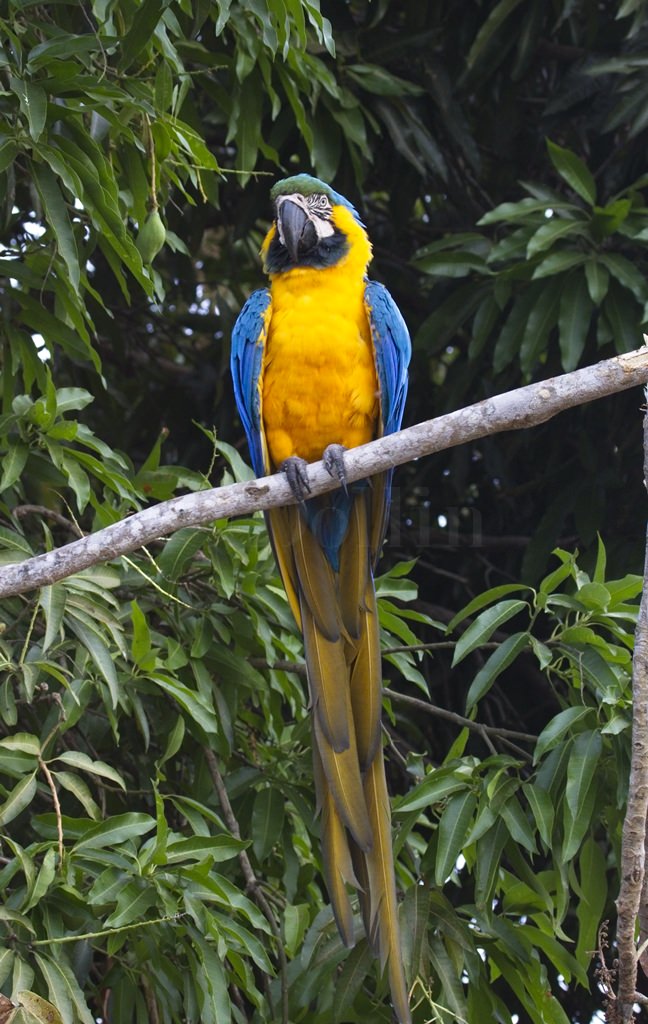 Blue and Yellow Macaw5689