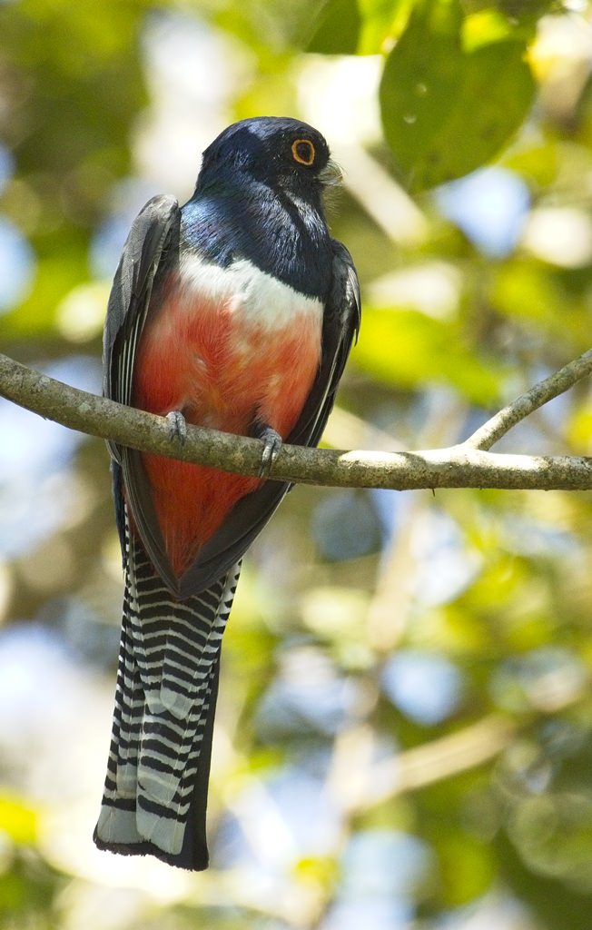 Bluecrowned Trogon0626