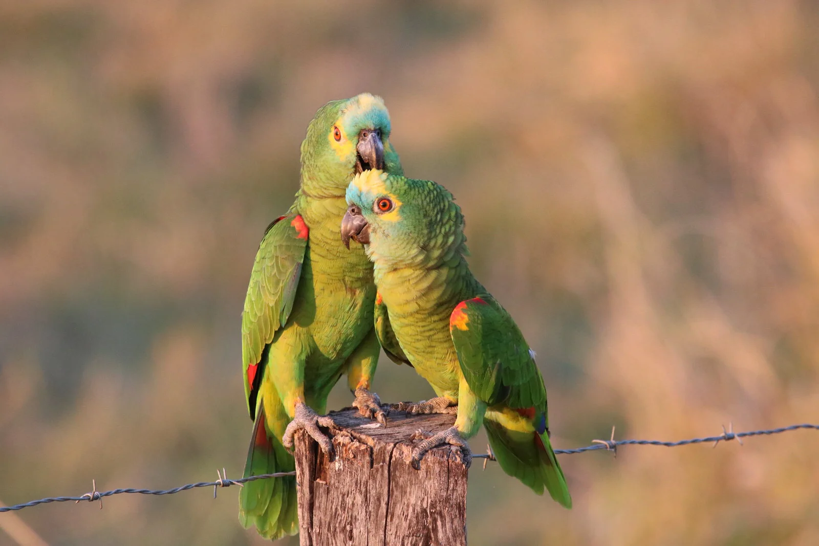 Blue Fronted Parrot1580