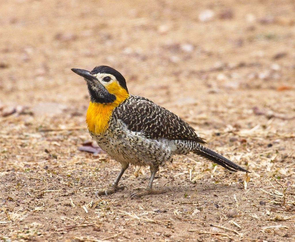 Campo Flicker4584