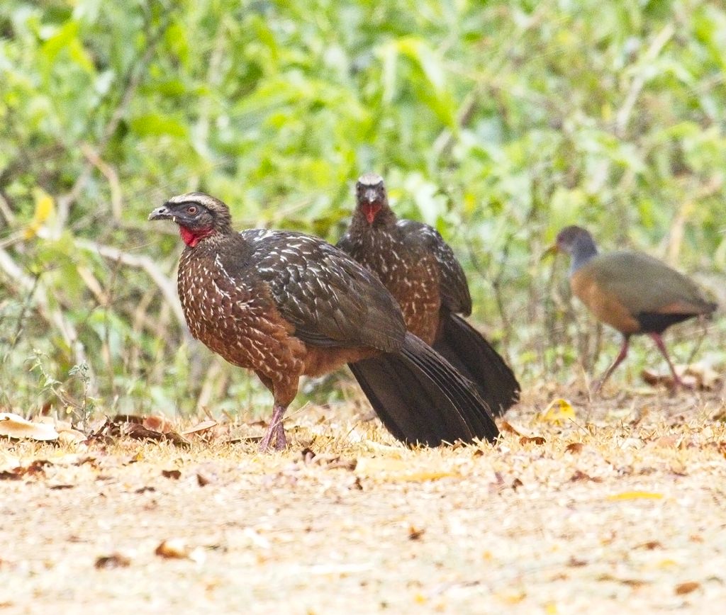 Chaco Chachalaca4590