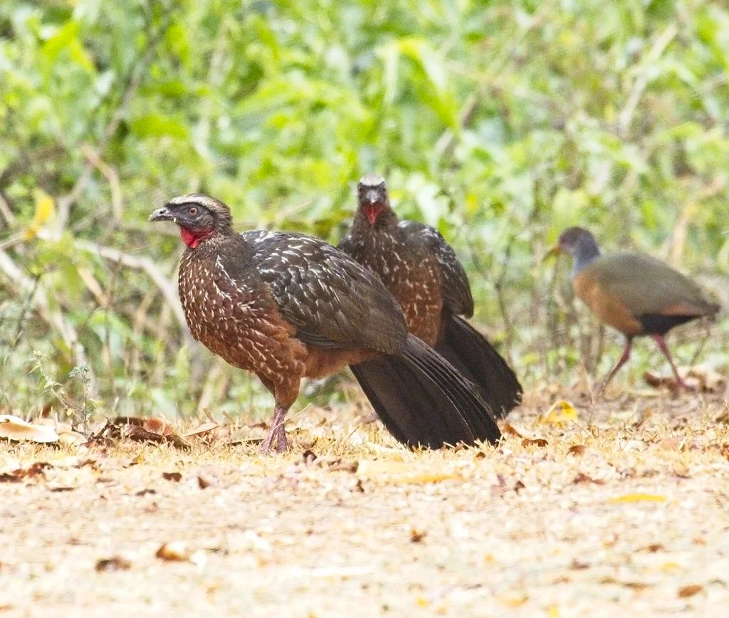 Chaco Chachalaca4590