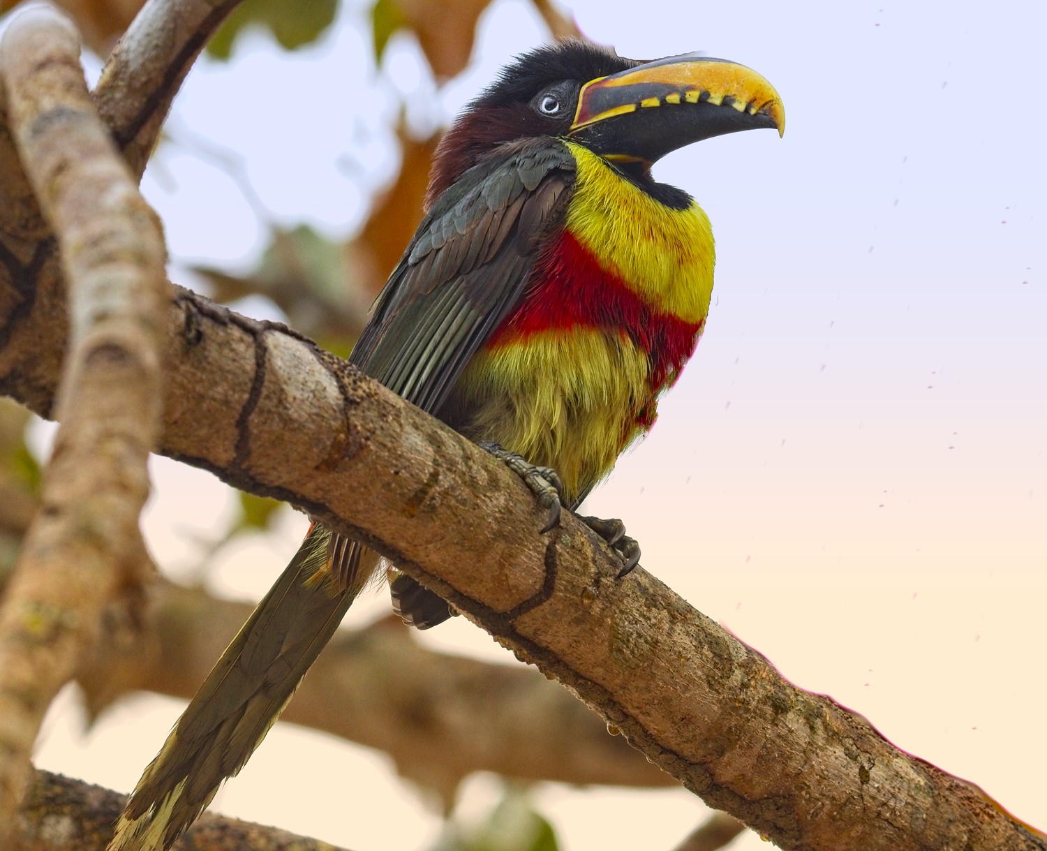 Chestnut Eared Aracari4603