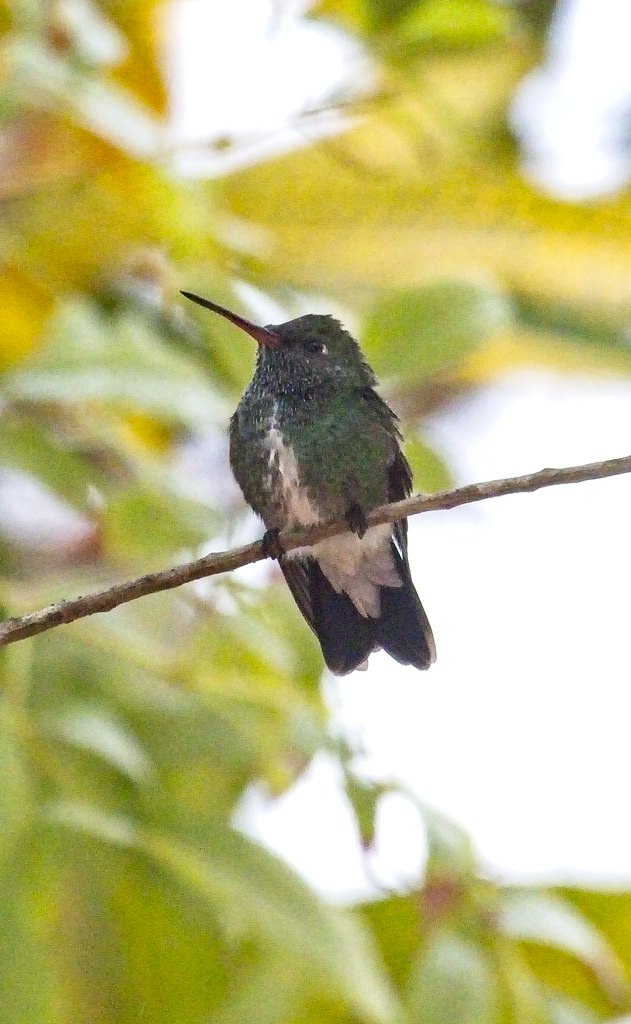 Glittering Throated Emerald4215