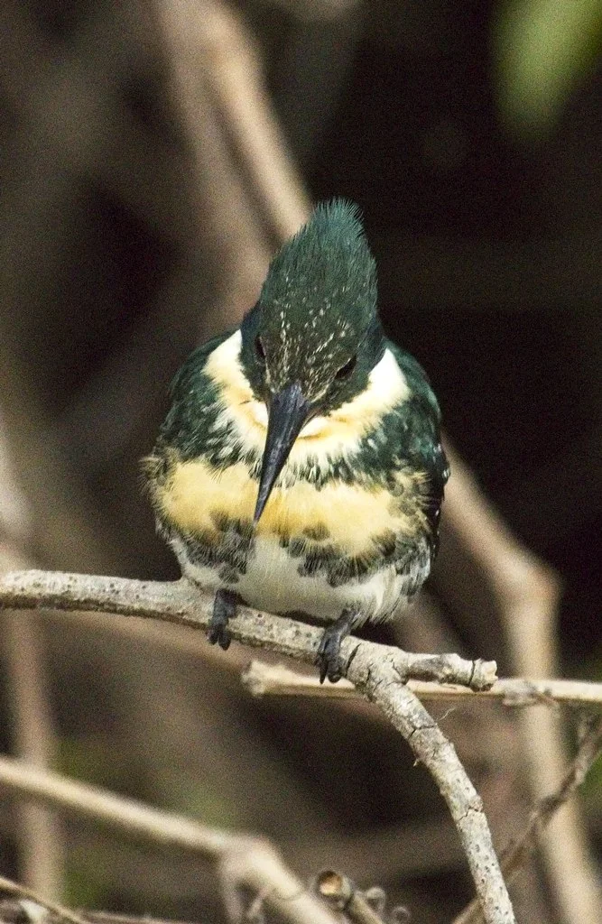 Green Kingfisher9223