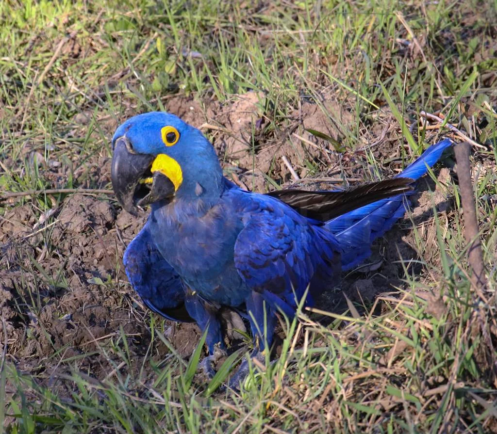 Hyacinth Macaw0722