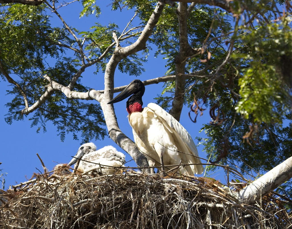 JabiruStork7283