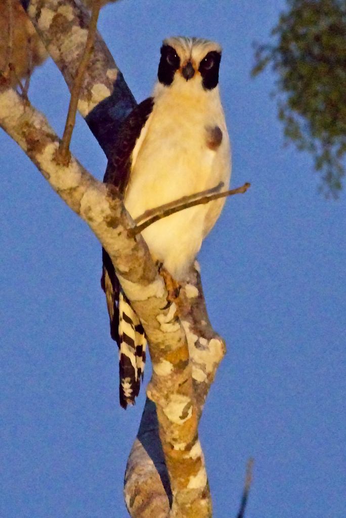 Laughing Falcon5648