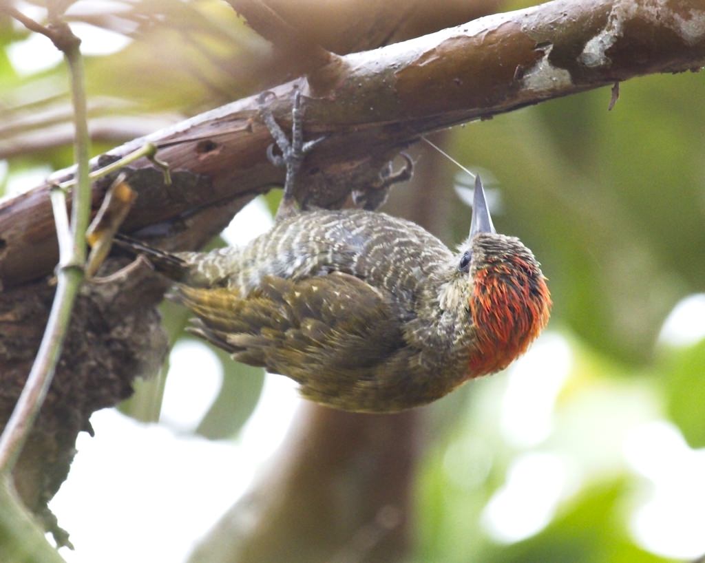 Little Woodpecker4352