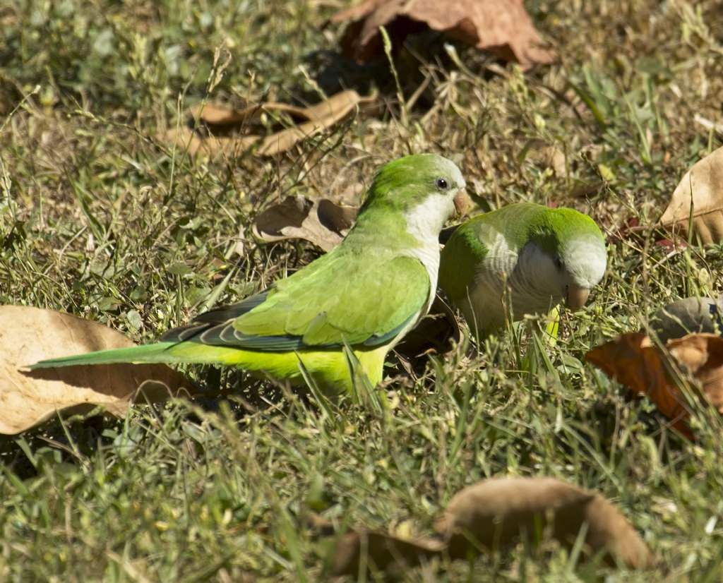 Monk Parakeet6585