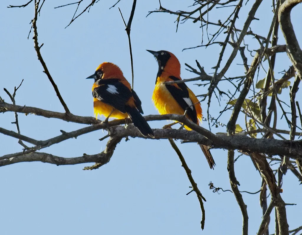 Orange-backed Troupial6923