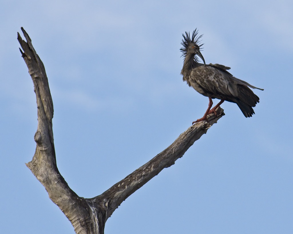 Plumbeous Ibis5783