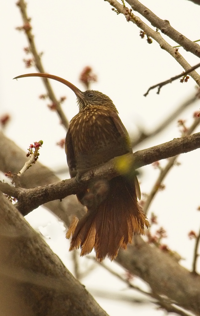Red-billed Scythebill4641