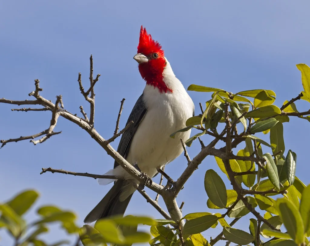 Red-crested Cardinal5962