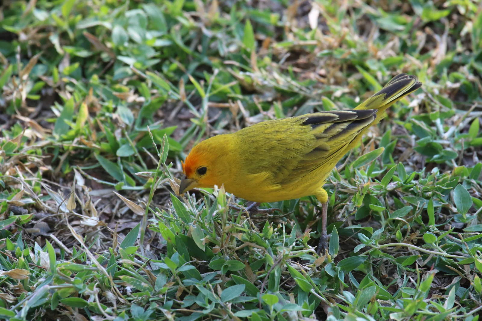 Saffron Finch1701